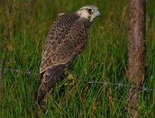 Falco pellegrino siberiano (foto M. Caldarella - arch. CSN -onlis)